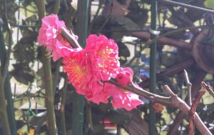 3月 花 (2)