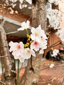 sakura