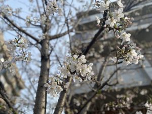 IMG_2906