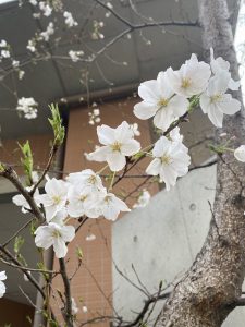 IMG_2907