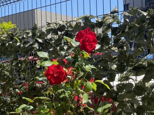 IMG_3007